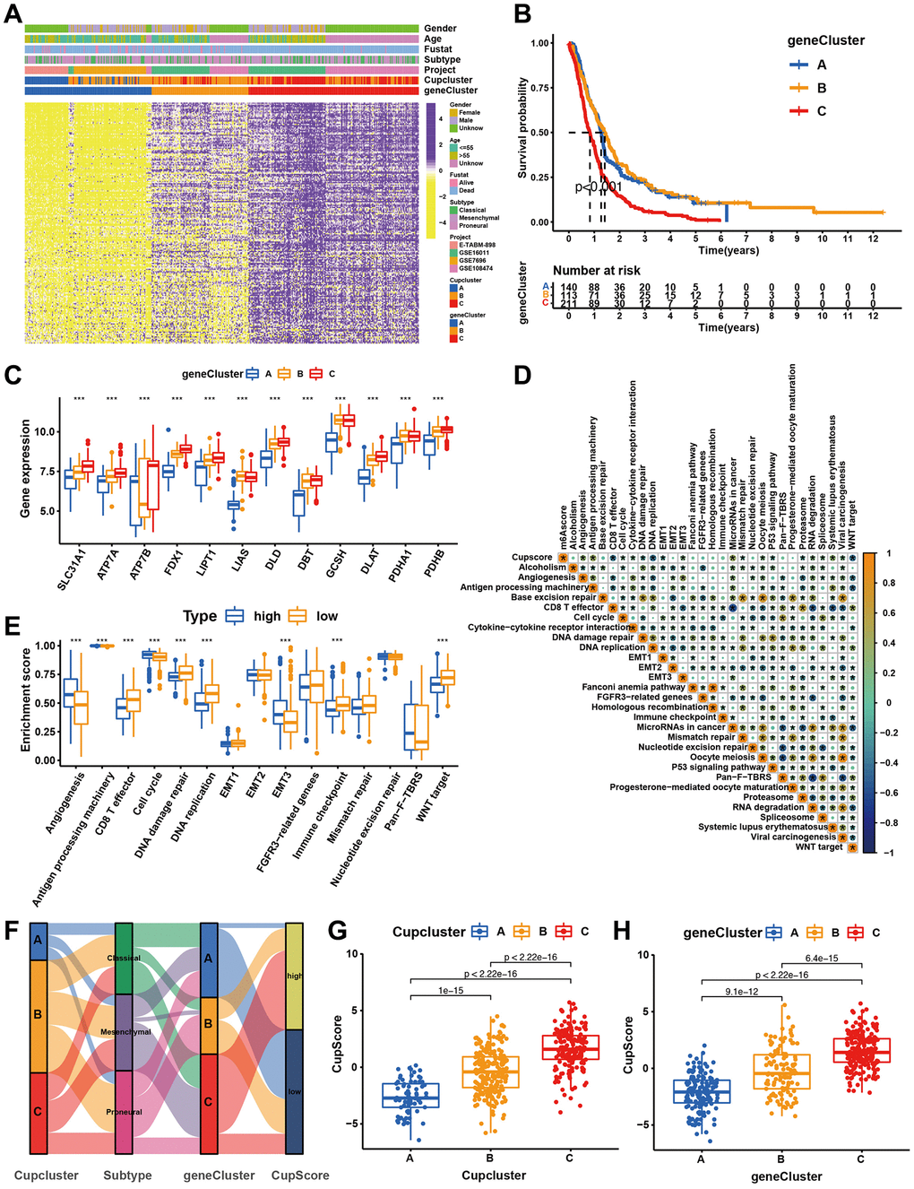 Construction of cuproptosis signatures. (A) Unsupervised clustering of overlapping cuproptosis regulation patterns-related DEGs to classify patients into different genomic subtypes (cuproptosis gene clusters A, B, and C). The cupcluster, genecluster, gender, age, molecular subtypes, and survival status were used as patient annotations. (B) Kaplan-Meier plotter was used to estimate the survival of patients in the cuproptosis gene clusters. (p C) Differential expression of cuproptosis regulators in three gene cluster. Significant results are indicated as *p **p ***p D) Correlation analysis of CupScore and other known gene signatures using Spearman analysis. (E) Differences in stroma-activated pathways between high- and low-CupScore groups. (F) Alluvial diagram showing the changes of cuproptosis clusters, molecular subtypes, gene cluster and CupScore. (G) Differences in CupScore among three cuproptosis regulation patterns in merge cohort (P H) Differences in CupScore among three gene clusters in merge cohort (P 