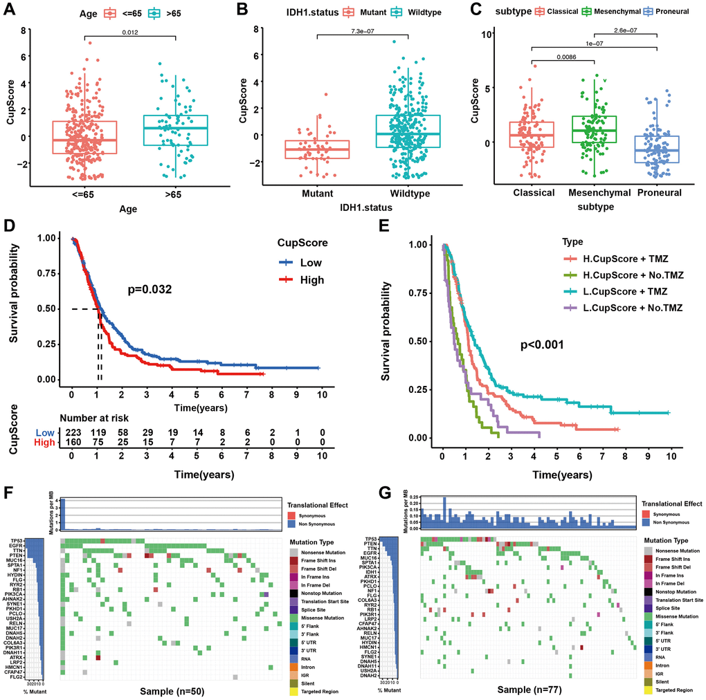 Characteristics of cuproptosis metabolism in molecular subtypes and tumour somatic mutation. (A) Differences in CupScore between different age status. (P = 0.012, Kruskal-Wallis test). (B) Differences in CupScore between different IHD1 status. (P C) Differences in CupScore between different GBM molecular subtypes. (P D) Survival analyses for high (n = 160) and low (n = 223) CupScore GBM groups in merge cohort (TCGA and CGGA, P = 0.032, Log-rank test). (E) Survival analyses for subgroup patients stratified by both CupScore and treatment with pharmacological chemotherapy (TMZ, temozolomide) using Kaplan–Meier curves. (P F, G) The waterfall plot of tumour somatic mutation established by those with high- (F) and low CupScore (G).