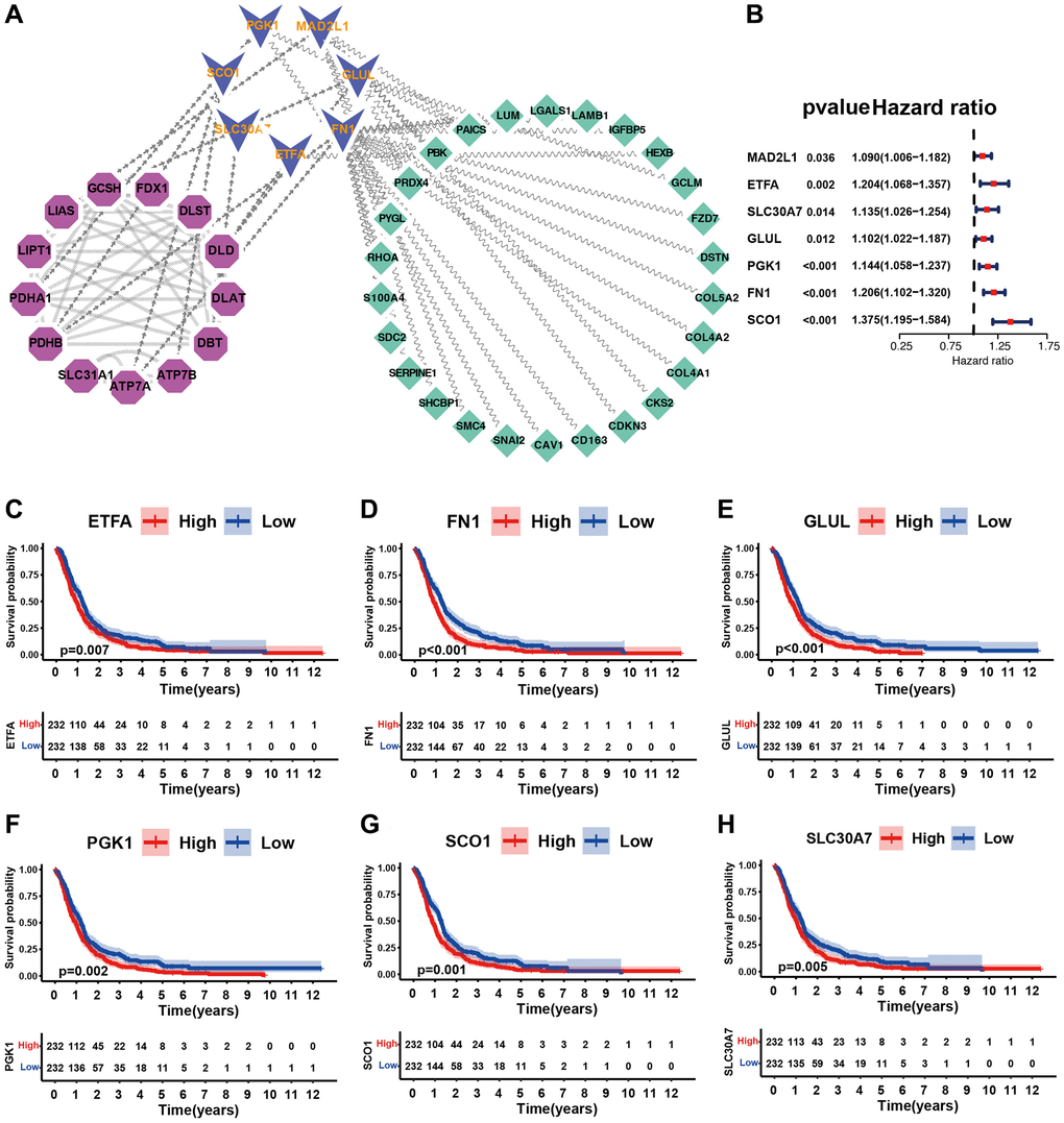 Identification of cuproptosis-related novel genes and their potential characteristics. (A) Identification of cuproptosis-related novel genes using PPI network. Purple represented known cuproptosis regulators, blue represented novel cuproptosis regulators, and green represented indirect cuproptosis regulators. (B) Forest plot of novel cuproptosis regulators using univariate Cox regression analysis in merge cohort (GSE7696, GSE16011, GSE108474, ArrayExpress-E-TABM-898). (C–H) Kaplan-Meier survival curves for patients of GBM with high and low gene expression in merge dataset (GSE7696, GSE16011, GSE108474, ArrayExpress-E-TABM-898).