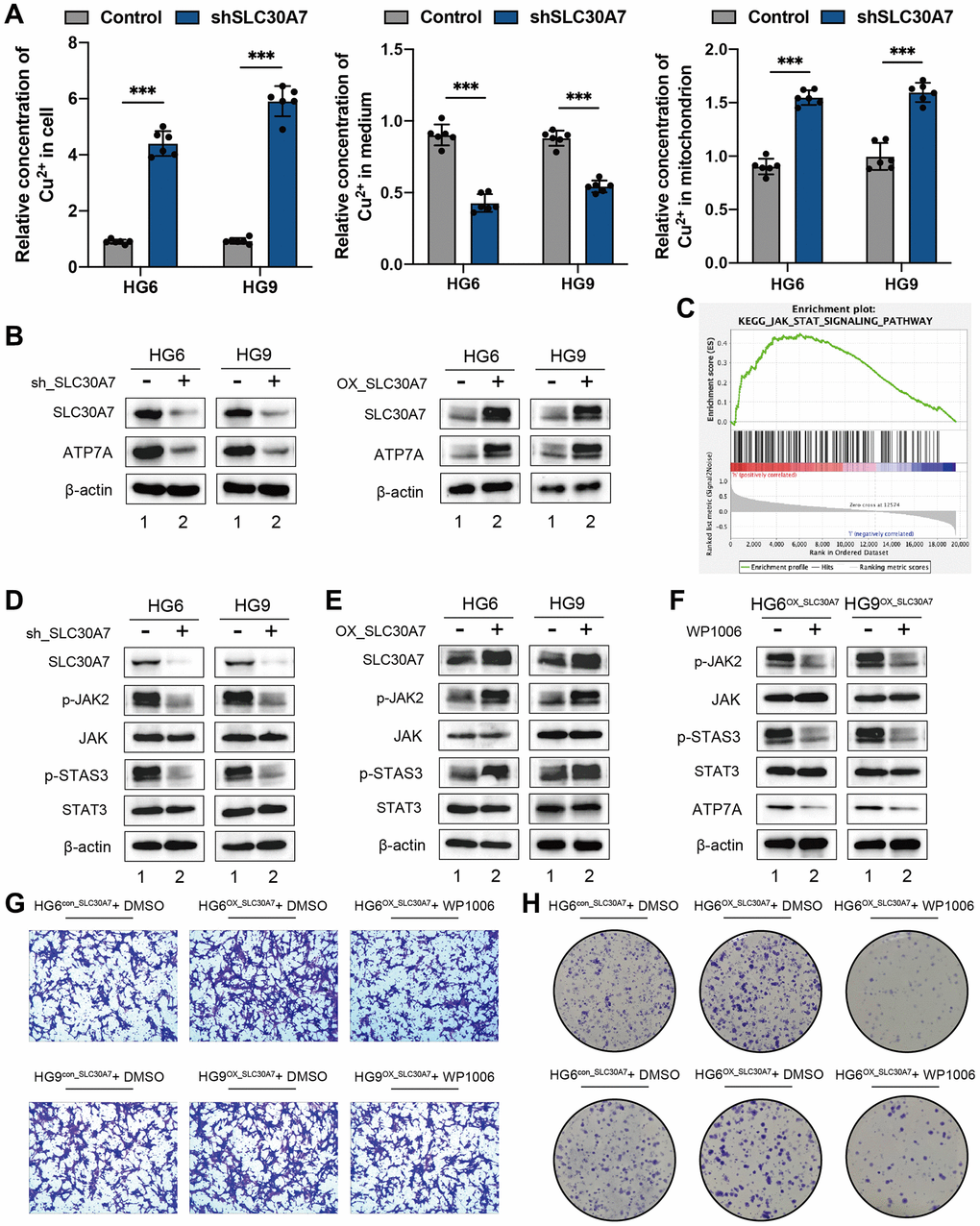 SLC30A7 suppressed cuproptosis via activating the JAK2/STAT3/ATP7A pathway. (A) Cu2+ levels in cytoplasm, mitochondria and medium were measured using Copper (Cu) Colorimetric Assay Kit (Elabscience, E-BC-K300-M). (B) Western blot showing the protein level of ATP7A following SLC30A7 knockdown in GBM cells. (C) GSEA analysis showed that the high expression SLC30A7 group was positively correlated with the JAK-STAT pathway. (D, E) Western blot analysis showed that SLC30A7 activated the JAK2/STAT3 pathway. (F) Western blot analysis demonstrated that JAK2/STAT3 pathway promoted APT7A protein levels in GBM cells. Conversely, inhibitor of JAK2/STAT3 signaling partially rescued APT7A protein levels in GBM cells. (G) Colony formation assay of the effect of WP1066 on the growth of GBM cells after overexpression of SLC30A7. (H) Transwell migration analysis showing the effect of WP1066 on GBM cells after overexpression of SLC30A7 on GBM cells.