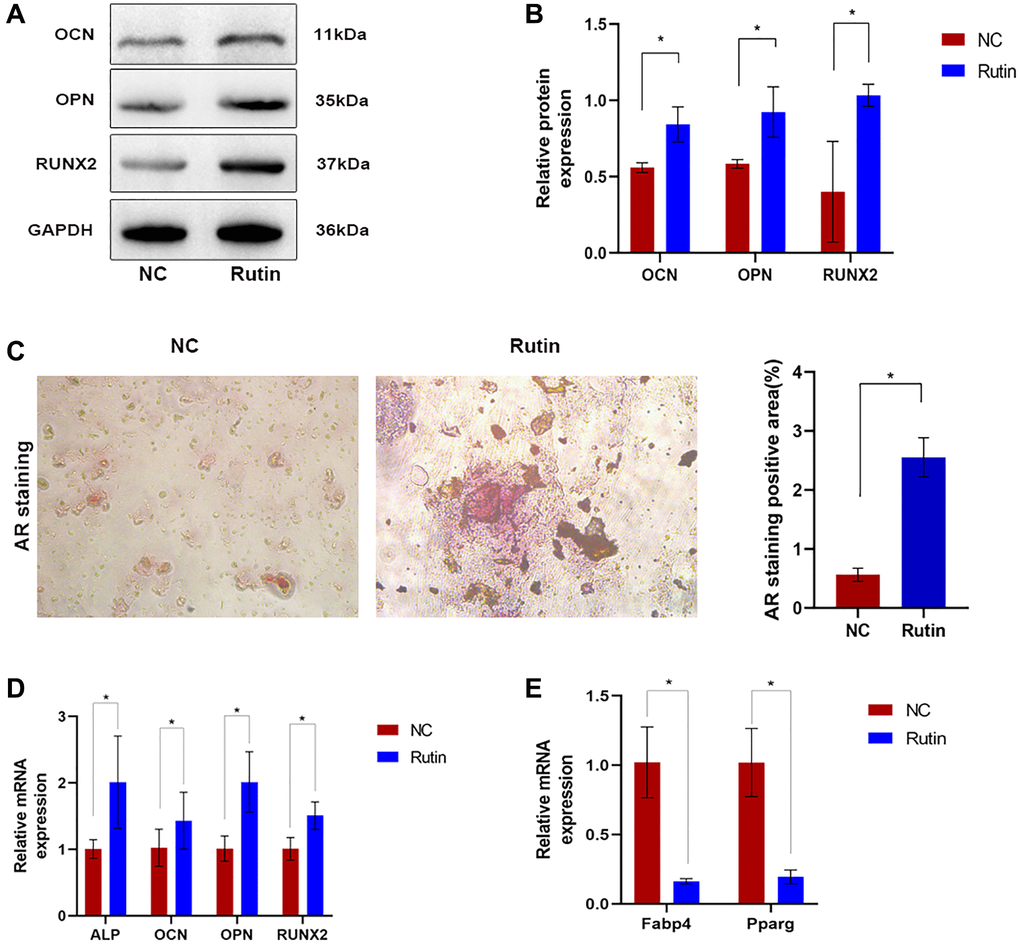 The effect of rutin on MSC osteogenesis and differentiation. (A, B) Western blot showed that rutin treatment in MSC culture improved the early and late osteogenic markers (OCN, OPN, RUNX2) level. (C) The AR staining. (D) Real-time RT-PCR analysis showed that the expression of early and late osteogenic markers (ALP, OCN, OPN, RUNX2) was significantly enhanced by rutin treatment. (E) Real-time RT-PCR analysis shows that the expression of adipogenic markers (Pparg, Fabp4) was significantly inhibited by treatment with rutin. The quantitative data were expressed as the mean ± S.D. of three independent experiments (*p 