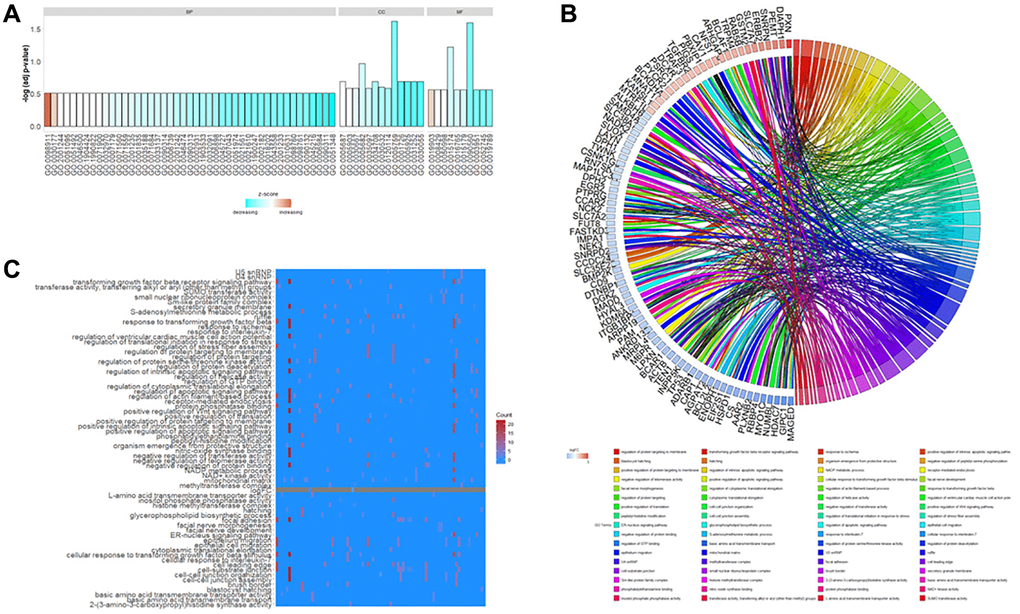 Gene Ontology (G.O.) functional enrichment of differentially expressed genes (DEGs) in osteogenic differentiation of MSCs under the influence of rutin. These genes were enriched in various biological processes (B.P.), cellular components (CC), and molecular function (M.F.) terms. (A) The main enrichment results of DEGs. The ordinate is indicated on a −log10 (p-value) scale. (B) Chordplot shows the G.O. enrichment results for key regulatory genes. The left semicircle represents the enriched key genes (the color of the squares refers to the relative amount of change logFC of the genes), and the right semicircle refers to the GO term enriched by the key genes in different colors and is connected by ribbons in the color representing the GO term. (C) Heatmap of G.O. enrichment results, where the vertical axis indicates G.O. terms. The horizontal axis is the enriched genes, and the square pigmentation indicates the number of GO terms enriched for a particular gene.