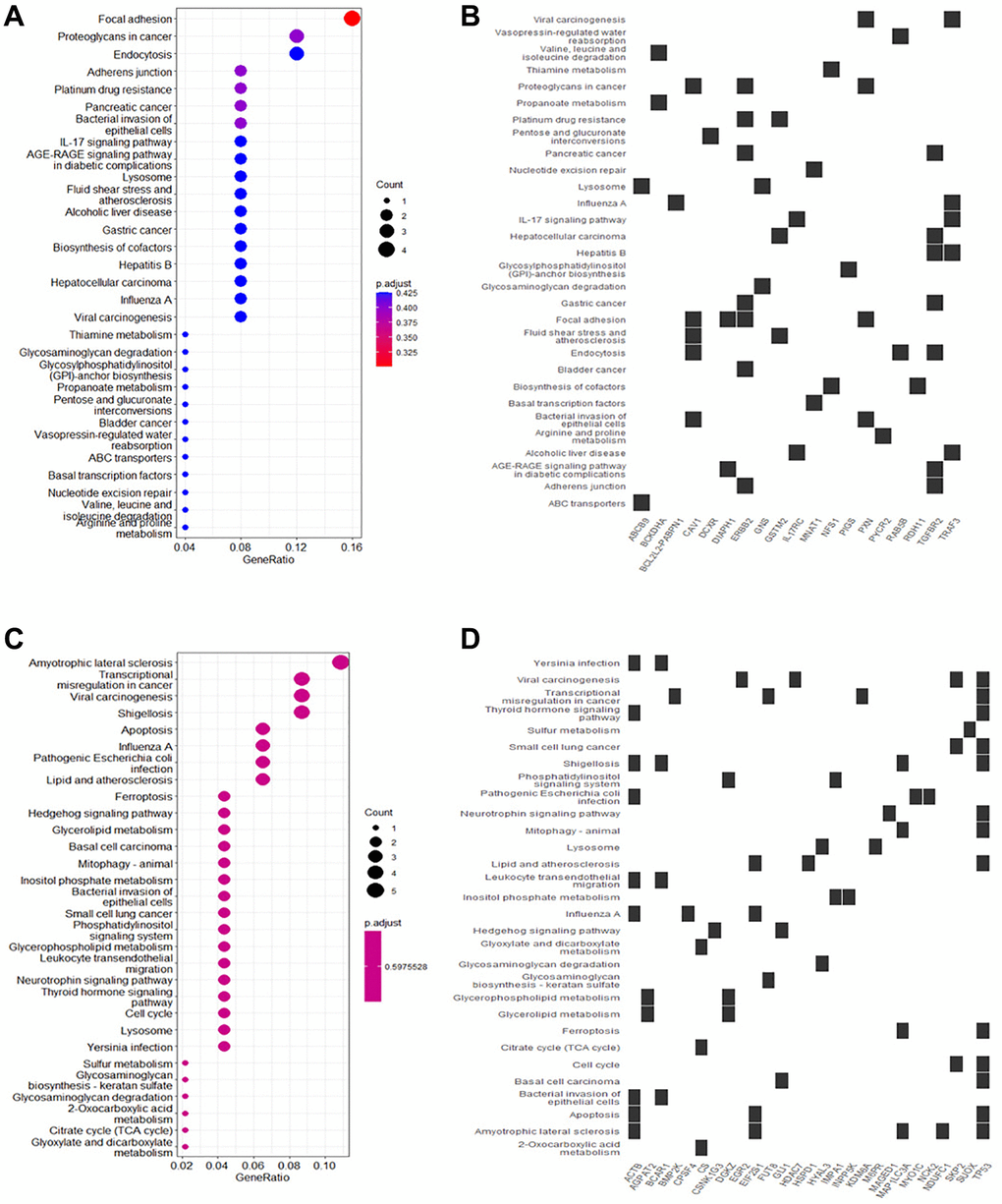 Kyoto Encyclopedia of Genes and Genomes (KEGG) functional enrichment of DEGs in osteogenic differentiation of MSCs. (A) The main enrichment results of the up-regulated genes (Count represents the number of enriched genes). (B) Heatmap of the relationship between up-regulated genes and KEGG terms. (C) The main enrichment results of the downregulated genes. (D) Heatmap of the relationship between downregulated genes and KEGG terms.