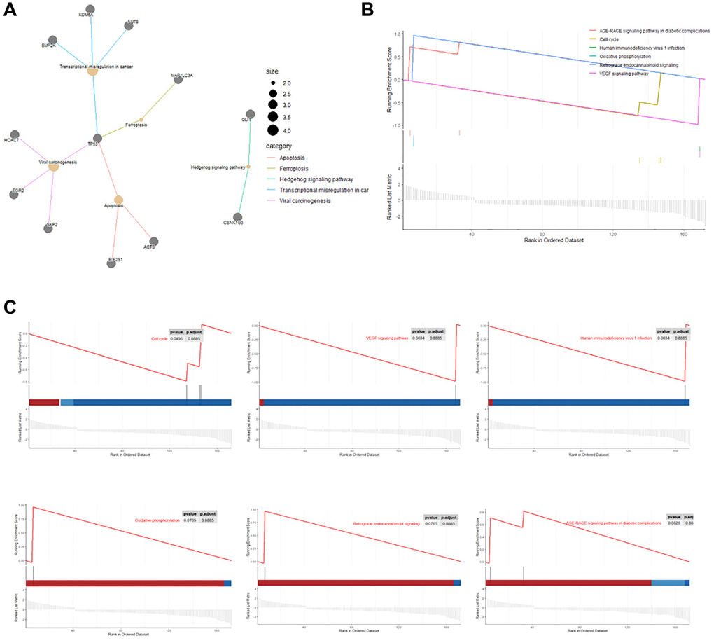 KEGG network and Gene set enrichment analysis (GSEA). (A) Cnetplot of the relationship between genes and KEGG terms (Size: Number of genes associated with KEGG pathway). (B, C) Gene set enrichment analysis results exhibited the top six enriched pathways.