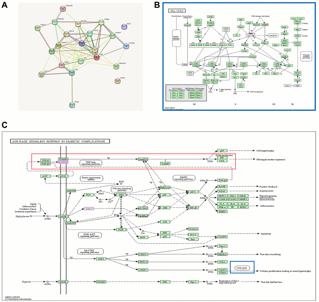 Rutin-targeted genes and core regulatory network. (A) PPI network of the 21 potential targets and the gene TP53. (B, C) Pathway diagram of enrichment results.