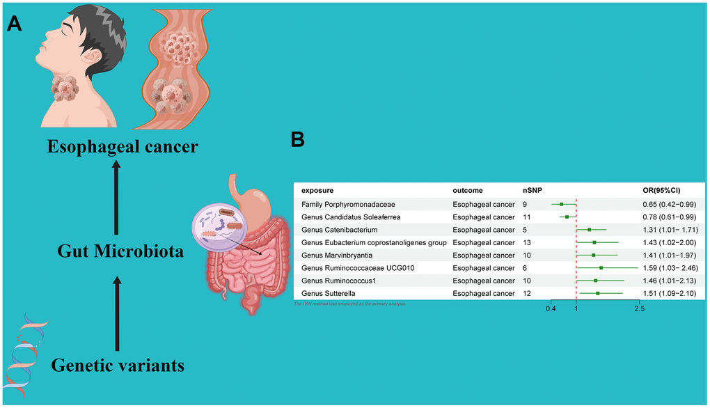 (A) Causal effect of gut microbiota with Esophageal cancer Schematic representation of the MR analysis results. (B) Forest plot of the MR analysis results.