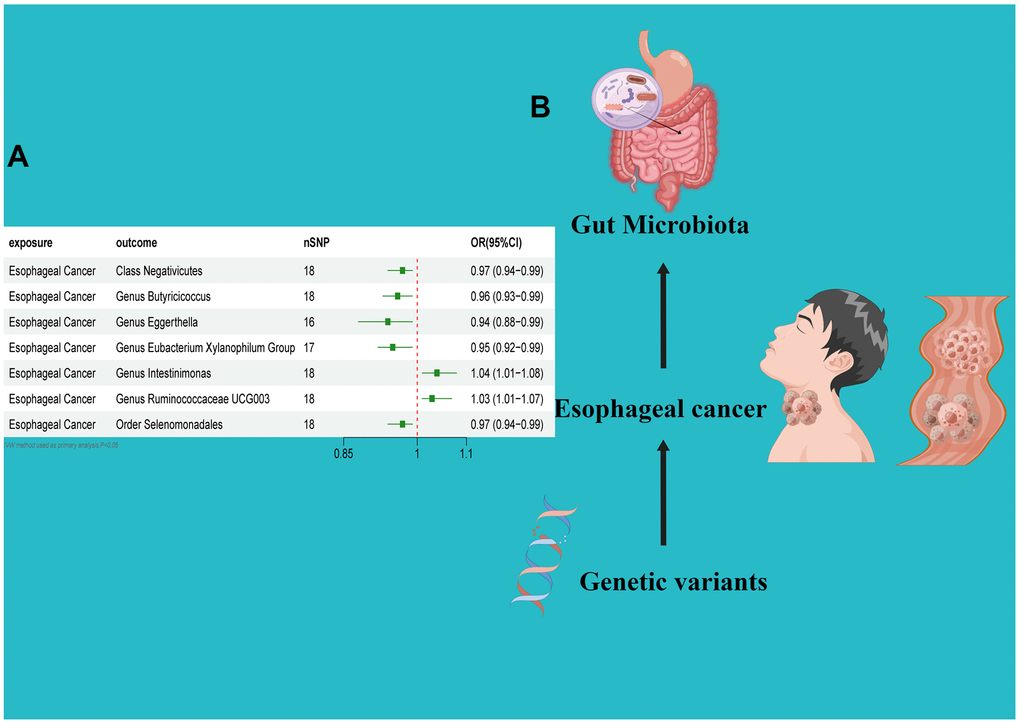 (A) Forest plot of the Reverse MR analysis results. (B) Causal effect of Esophageal cancer with gut microbiota Schematic representation of the Reverse MR analysis results. OR odds ratio, CI confidence interval, IVW inverse variance weighted method, Significant threshold was set at p-value 