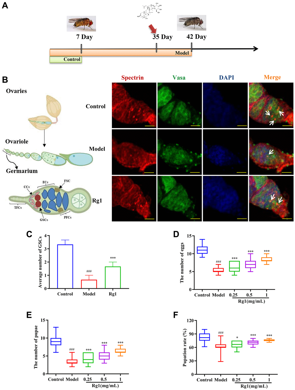 Effects of ginsenoside Rg1 on GSCs regeneration. (A) Design procedures for animal experiment; (B) GSCs are labeled with α-spectrin antibody (red, fusions), Vasa antibody (green, germ cells), and DAPI (blue, nuclei), Scale bar: 10 μm; (C) Average number of GSCs; (D) Number of eggs (n = 100); (E) Number of pupae (n = 100); (F) Pupation rate. Results were analyzed with one-way ANOVA. Data are shown as the mean ± SD; ###p Drosophila); *p ***p Drosophila).