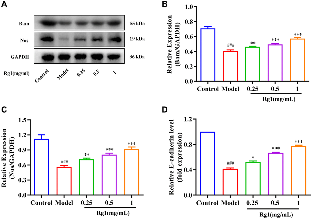 Effect of ginsenoside Rg1 on the niche of GSCs. (A) Western blotting analysis of expression of Bam and Nos; (B) Relative expression levels of Bam; (C) Relative expression levels of Nos; (D) Relative mRNA-level expression of gene E-cadherin; GAPDH antibody was used as loading Control. Results were analysed with one-way ANOVA. Data are shown as the mean ± SD (n = 100); ###p Drosophila); *p **p ***p Drosophila).