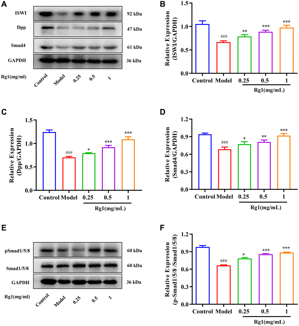 Effect of ginsenoside Rg1 on niche BMP signaling pathway. (A) Western blotting analysis of expression of ISWI, Dpp and Smad 4; (B) Relative expression levels of ISWI; (C) Relative expression levels of Dpp; (D) Relative expression levels of Smad4; (E) Western blotting analysis of expression of pSmad1/5/8; (F) Relative expression levels of pSmad1/5/8; GAPDH antibody was used as loading Control. Results were analysed with one-way ANOVA. Data are shown as the mean ± SD (n = 100); ###p Drosophila); *p **p ***p Drosophila).