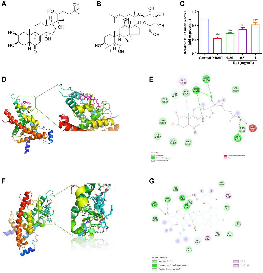 Effect of ginsenoside Rg1 on ECR. (A) The chemical structure of ecdysterone; (B) The chemical structure of ginsenoside Rg1; (C) Relative mRNA-level expression of gene encoding ECR; (D) 3D diagrams of the docked structure of ecdysterone in the active domain of the ECR; (E) 2D diagrams of the docked structure of ecdysterone in the active domain of the ECR; (F) 3D diagrams of the docked structure of ginsenoside Rg1 in the active domain of the ECR; (G) 2D diagrams of the docked structure of ginsenoside Rg1 in the active domain of the ECR. Results were analysed with one-way ANOVA. Data are shown as the mean ± SD (n = 100); ###p Drosophila); **p ***p Drosophila).