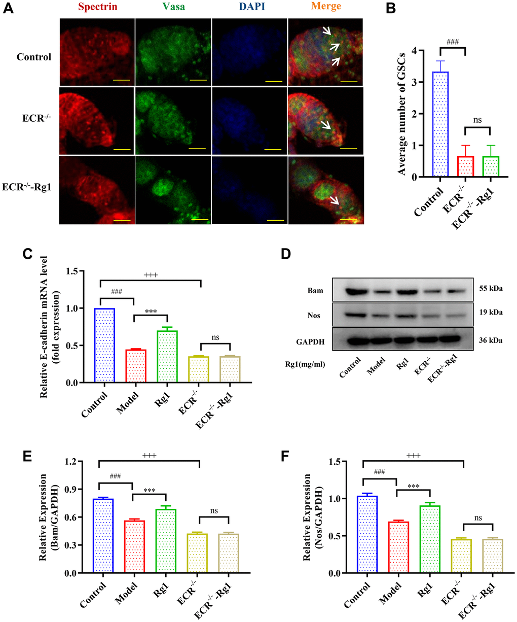 Effects of ginsenoside Rg1 on GSCs niche in ECR mutant Drosophila. (A) GSCs are labeled with α-spectrin antibody (red, fusions), Vasa antibody (green, germ cells), and DAPI (blue, nuclei), Scale bar: 10 μm; (B) Average number of GSCs; (C) Relative mRNA-level expression of gene E-cadherin (n = 100); (D) Western blotting analysis of expression of Bam and Nos; (E) Relative expression levels of Bam (n = 100); (F) Relative expression levels of Nos (n = 100); GAPDH antibody was used as loading Control. Results were analysed with one-way ANOVA. Data are shown as the mean ± SD (n = 100); ###p Drosophila); ***p Drosophila); +++p Drosophila); Abbreviation: ns: no significance.