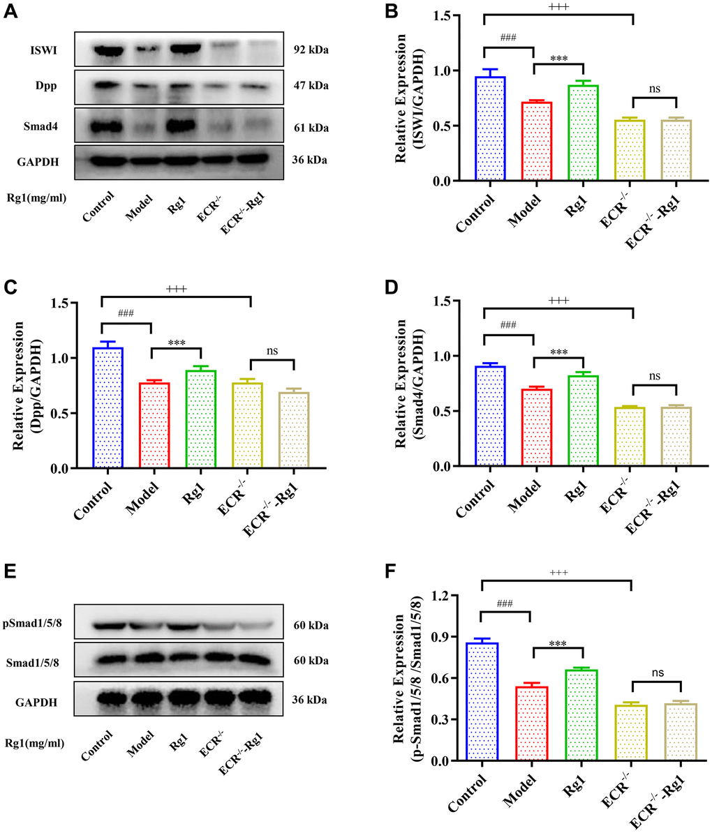 Effect of ginsenoside Rg1 on niche ECR/BMP signaling in Drosophila. (A) Western blotting analysis of expression of ISWI, Decapentaplegic (Dpp) and Smad4; (B) Relative expression levels of ISWI; (C) Relative expression levels of Dpp; (D) Relative expression levels of Smad4; (E) Western blotting analysis of expression of pSmad1/5/8; (F) Relative pSmad1/5/8 expression levels; GAPDH antibody was used as loading Control. Results were analysed with one-way ANOVA. Data are shown as the mean ± SD (n = 100); ###p Drosophila); ***p Drosophila); +++p Drosophila); Abbreviation: ns: no significance.