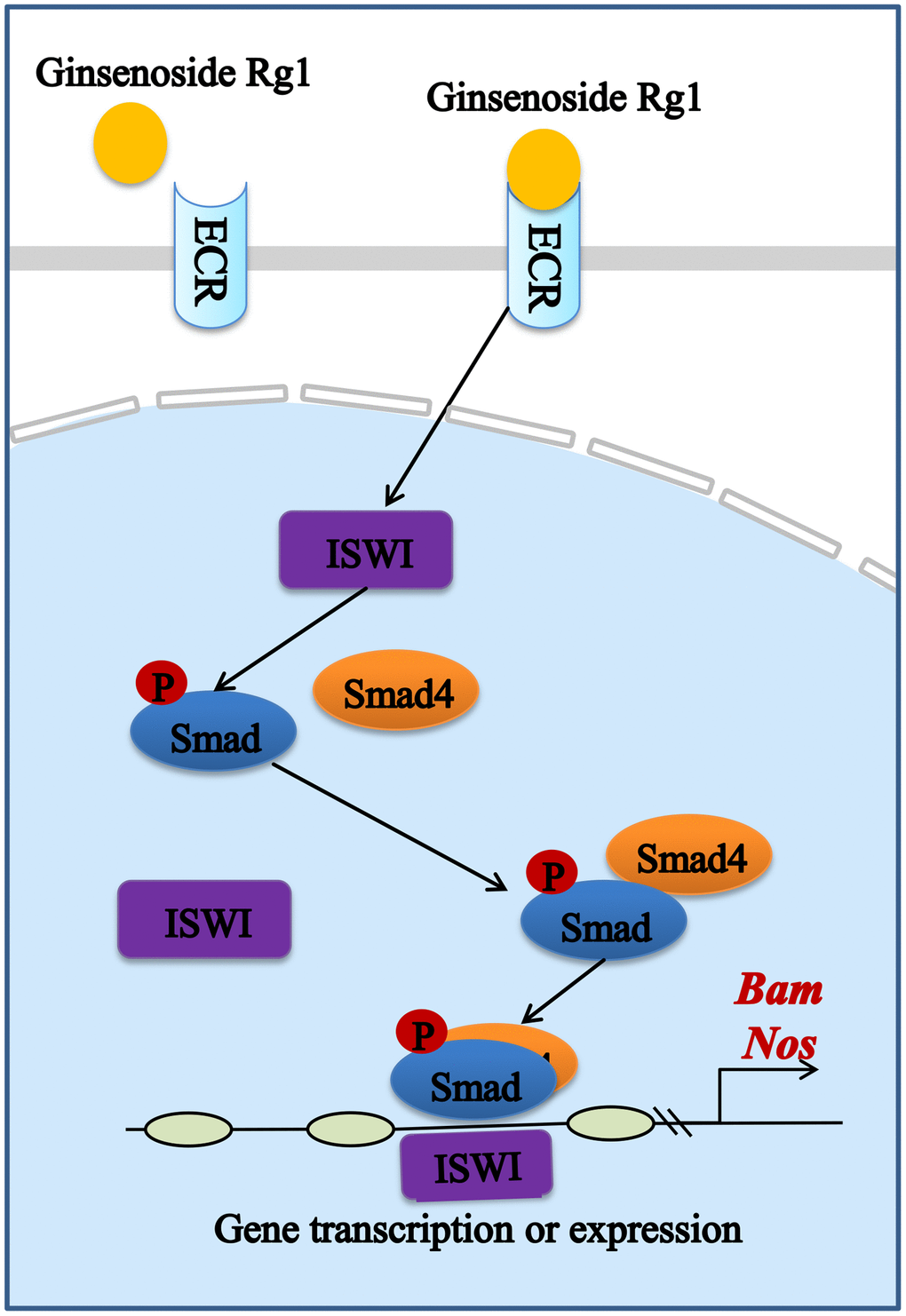 Schematic diagram of the signaling pathway of the mitigating effect of ginsenoside Rg1 improves the niche to increase GSC number by targeting ECR.