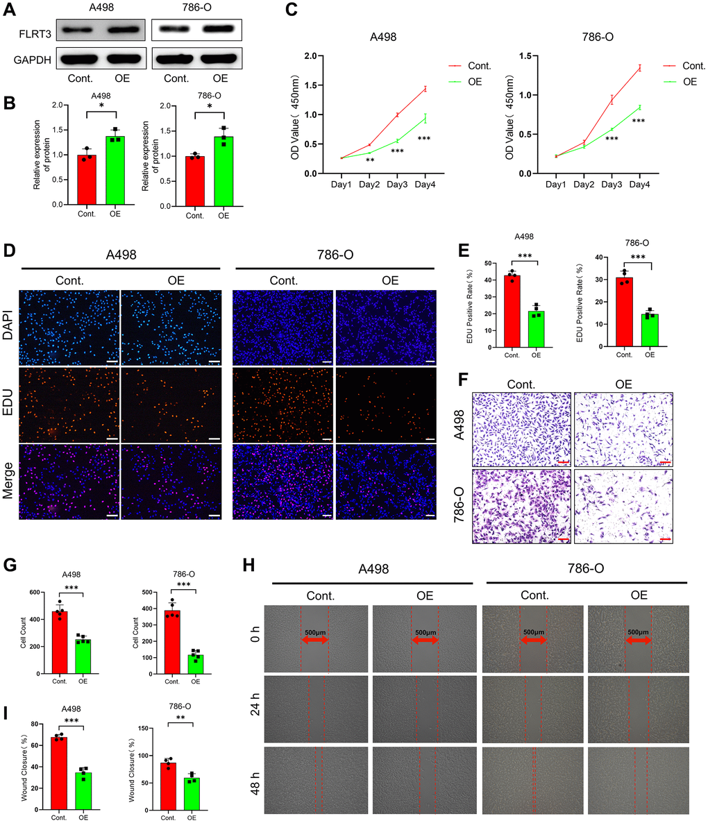 FLRT3 overexpression inhibits the proliferation and metastasis of ccRCC cells. (A, B) The Western blot experiment demonstrated that FLRT3 was overexpressed in the OE group. (C) CCK8 assay showed that FLRT3 overexpression led to reduced proliferation capacity of A498 and 786-O cells. (D, E) The results from EdU incorporation experiments showed that FLRT3 overexpression resulted in a significant reduction in the proliferation capacity of A498 and 786-O cells. (F, G) The transwell assay illustrates that FLRT3 overexpression significantly impairs the invasive ability of A498 and 786-O cells. (H, I) Wound healing assays illustrated that elevated FLRT3 expression caused a decrease in the migratory capacity of A498 and 786-O cells. Scale bar: 500 μm.