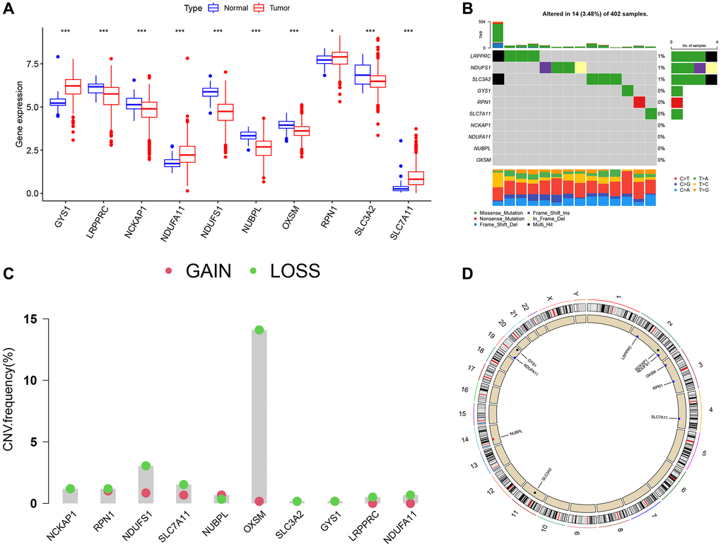 Differential expression and genetic alteration of DRGs in ccRCC. (A) Expression of DRGs in ccRCC and normal tissues. (B) The frequency of somatic mutations in DRGs in ccRCC. (C) CNV of DRGs in ccRCC. (D) The detailed location of CNV alterations on human chromosomes.