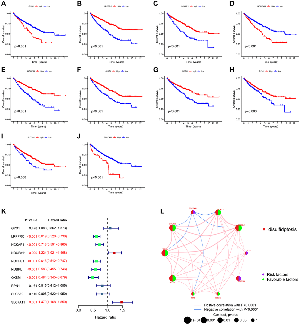 Relationship between DRGs and prognosis. (A–J) Kaplan-Meier plots illustrated the relationship between DRGs and overall survival (OS). (K) COX forest plots illustrated the relationship between DRGs and patient prognosis. (L) Prognostic network plots for DRGs. The line connecting two DRGs represented their interaction, and the thicker the line, the stronger the association. Positive correlation was depicted by the pink line, while negative correlation was represented by the blue line.