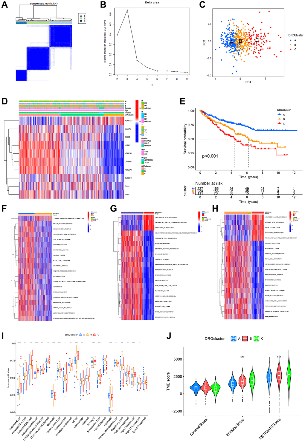 Identification of DRG-related molecular subtypes and its GSVA and immunological analysis. (A) Consistency matrix for the three clusters. (B) The cumulative distribution function based on the sign. (C) Principal component analysis. (D) Heat map showing the clinical characteristics of molecular subtypes. (E) KM survival curves for three molecular subtypes. (F–H) The GSVA heat map displayed the discrepancy in pathways between different molecular subtypes. (I) Differences in immune cell infiltration between different molecular subtypes. (J) TME scores for the 3 molecular subtypes.