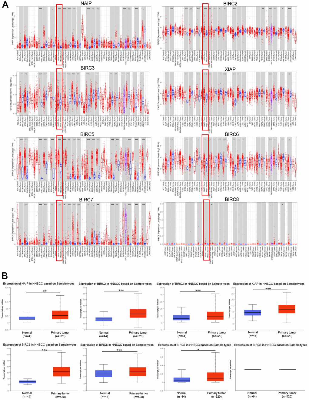 The expression of IAP family members in HNSCC. (A) The IAPs expression in pan-cancer. (B) IAPs expression in HNSCC. *P P P 