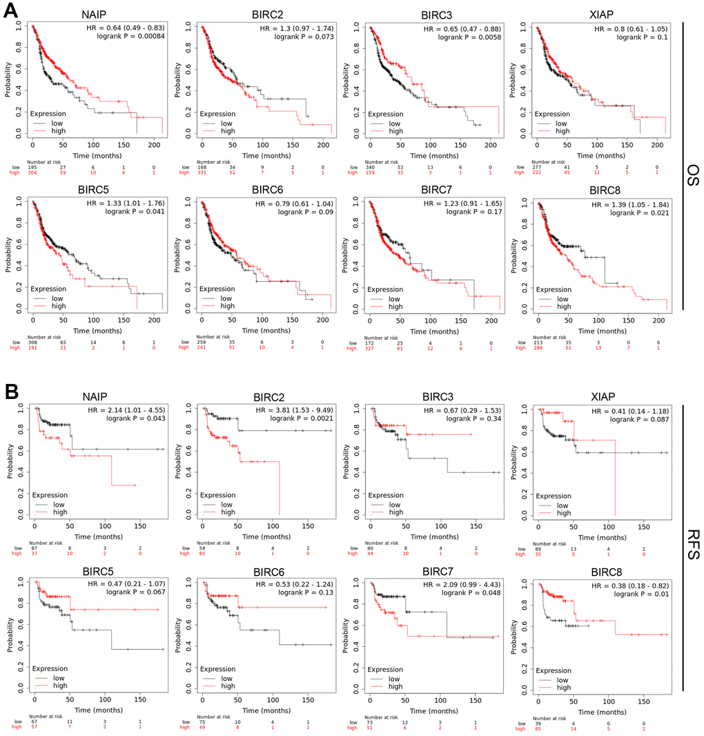 Prognostic significance of IAP family members’ mRNA expression levels in HNSCC patients. (A, B) The OS and RFS of the IAP family in HNSCC were analysed utilising a Kaplan–Meier plot.