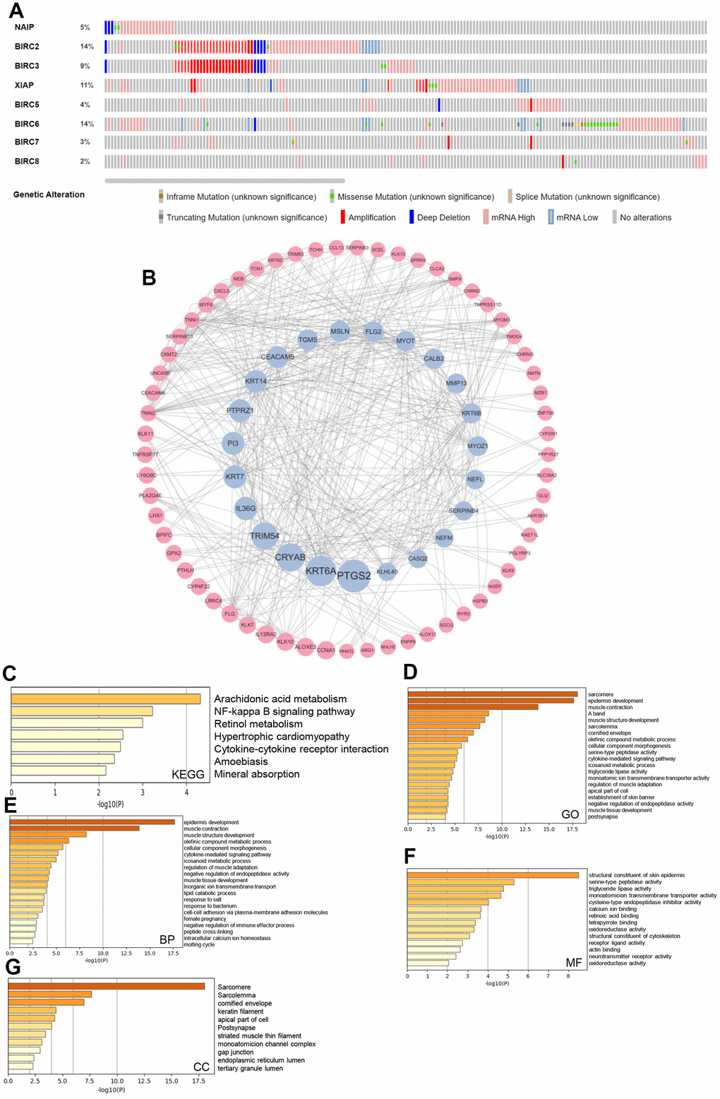 IAP family genetic alterations in HNSCC and pathway enrichment analysis. (A) IAP family alteration rates summarised by cBioPortal. (B) The cBioPortal database was utilised to find the 156 IAP-related co-expressed molecules that undergo the highest frequency of alteration in HNSCC. Members of the IAP family and the co-expressed genes linked with them were employed to design the PPI network. The Cytoscape database was applied in the establishment of the network. (C–G) Function enrichment analysis was performed to examine the biological roles of the IAP members and the genes they co-expressed.