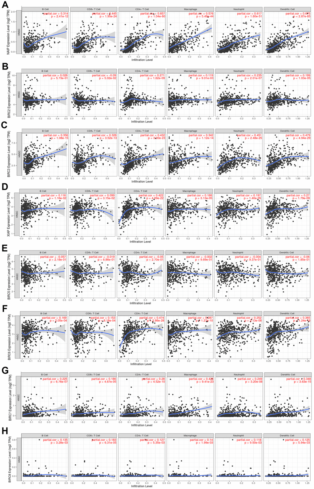 Association between the level of IAP mRNA expressed and the infiltration of immune cells. (A–H) Immune cell infiltration was assessed by examining the relationships between IAP family members and the TIMER database.