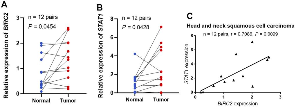 STAT1 and BIRC2 expression levels in HNSCC. (A) The BIRC2 mRNA expression levels in HNSCC. (B) The levels of STAT1 mRNA expression in HNSCC. (C) The correlations between the levels of STAT1 and BIRC2 mRNA expression.