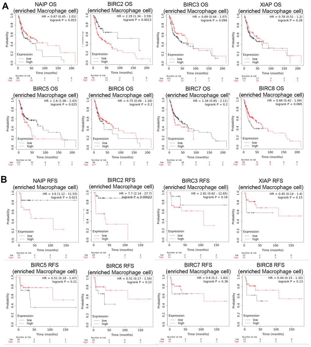 Prognostic significance of IAP family member mRNA expression levels in HNSCC patients. (A, B) Prognostic value of the IAP family in terms of macrophage cell enrichment in HNSCC.