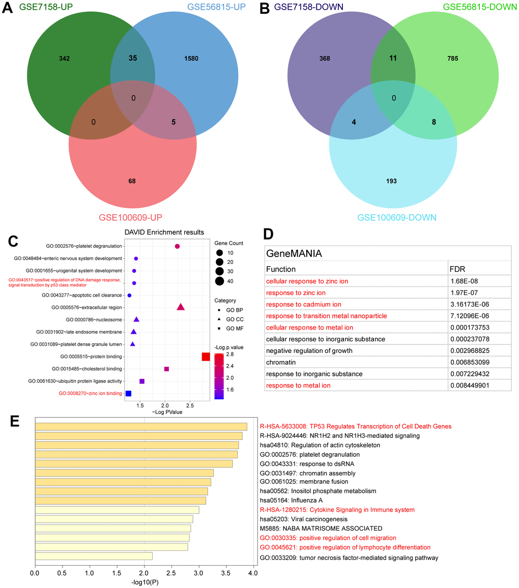 Identification and enrichment analysis of SDEGs. (A) Up-regulated SDEGs in the three datasets. (B) Down-regulated SDEGs in the three datasets. (C) Significant functional enrichment analysis results of SDEGs using the DAVID tool. (D) Significant functional enrichment analysis results of SDEGs using GeneMANIA database. (E) Significant functional enrichment analysis results of SDEGs using Metascape database.