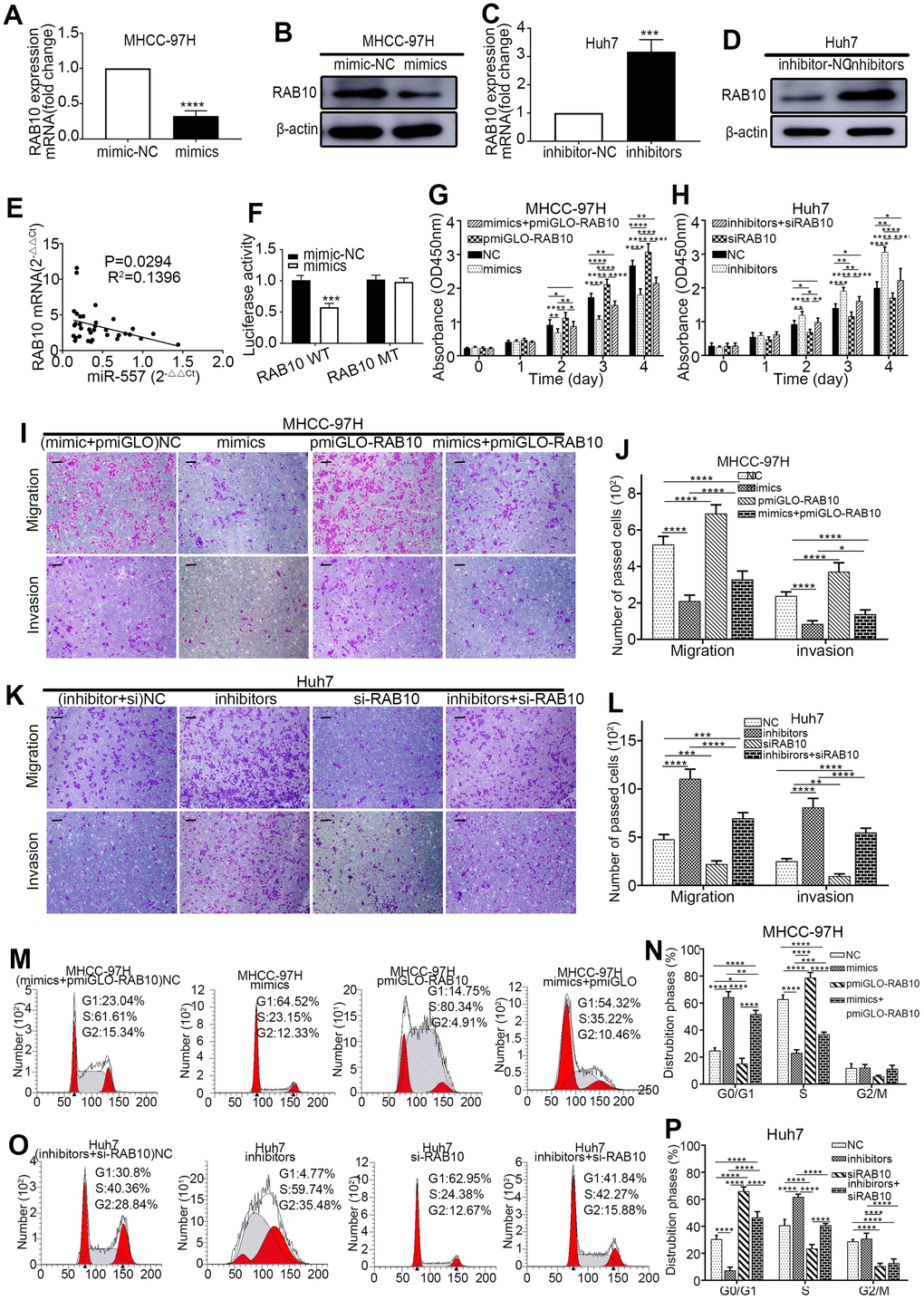 MiR-557 targets RAB10 to affect the biological behaviour of cells. (A–D) Relative expression of RAB10 in mimic-NC cells and miR-557-overexpression cells of MHCC-97H, and in inhibitor-NC cells and miR-557-inhibition cells of Huh7 cells. (E) The relationship between the expression level of miR-557 and the expression level of RAB10 in patients. (F) The relative dual-luciferase reporter assays in four different groups. (G) CCK-8 assays of NC cells, miR-557-overexpression cells, RAB10-overexpression cells, co-transfected miR-557 mimics and pmirGLO-RAB10 cells of MHCC-97H. (H) CCK-8 assays of NC cells, miR-557-down-expression cells, RAB10-down-expression cells, co-transfected miR-557 inhibitors and siRAB10 cells of Huh7. (I, J) Transwell assays of NC cells, miR-557-overexpression cells, RAB10-overexpression cells, co-transfected miR-557 mimics and pmirGLO-RAB10 cells of MHCC-97H, Scale bar: 100 μm. (K, L) Transwell assays of NC cells, miR-557-down-expression cells, RAB10-down-expression cells, co-transfected miR-557 inhibitors and siRAB10 cells of Huh7, Scale bar: 100 μm. (M, N) The distribution phases of cell cycle of NC cells, miR-557-overexpression cells, RAB10-overexpression cells, co-transfected miR-557 mimics and pmirGLO-RAB10 cells of MHCC-97H. (O, P) The distribution phases of cell cycle of NC cells, miR-557-down-expression cells, RAB10-down-expression cells, co-transfected miR-557 inhibitors and siRAB10 cells of Huh7. All blots were cut prior to hybridisation with antibodies during western blotting. (*P**P***P****P