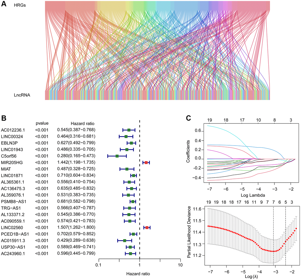 Risk model construction based on the prognostic HRLs in CM. (A) The Sankey diagram shows the detailed connection between HRGs and HRLs. (B) Univariate Cox regression analysis of HRLs. (C) LASSO regression analysis displays the minimum lambda and optimal coefficients of prognostic HRLs.