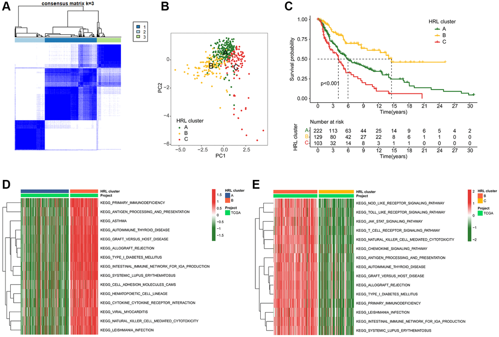 Identification of molecular subtypes for CM. (A) Unsupervised consensus clustering analysis of CM. (B) PCA score plot depicting cluster subgroups. (C) Clinical survival outcomes of CM in the clusters. (D, E) GSVA comparing KEGG signaling pathways among CM subtypes.