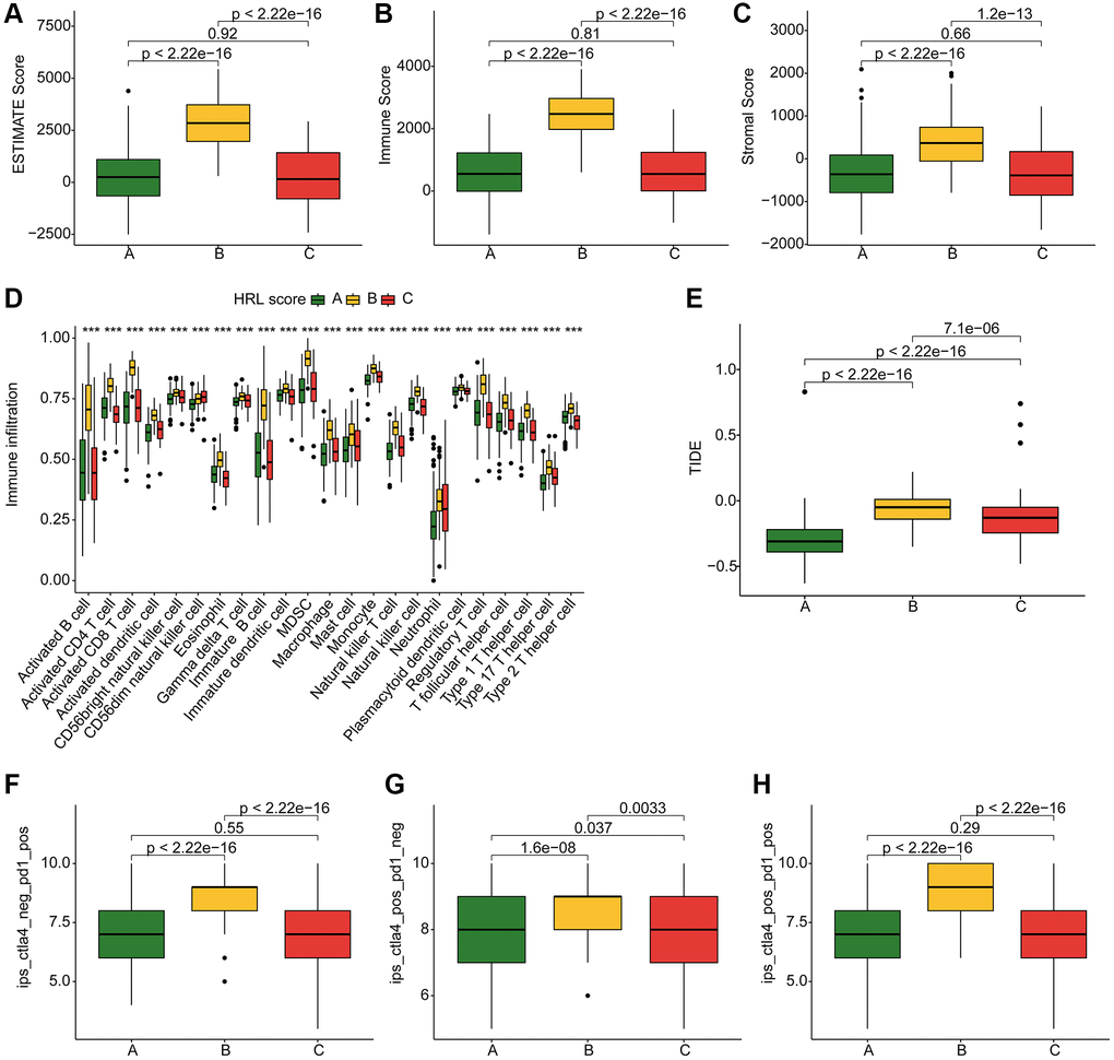 TME landscape and immunotherapy response of CM subtypes. (A–C) ESTIMATE score, Immune score, and Stromal score for Cluster A, B, and C. (D) Immune infiltration of 23 types of immune cells in Cluster A, B, and C. (E) TIDE score for Cluster A, B, and C. (F–H) IPS evaluation demonstrates the response of CM subtypes to PD-1 and CTLA-4.