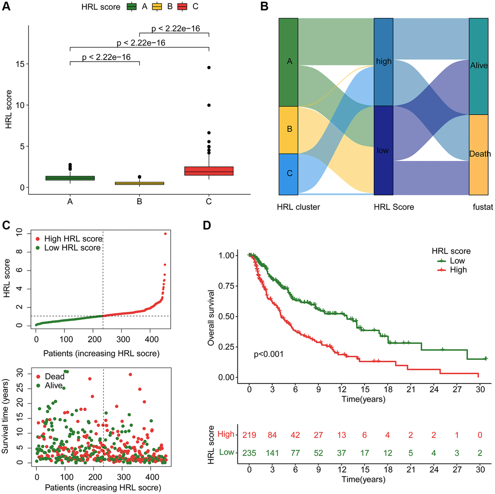 Construction of HRLs risk model in CM. (A) HRL score in CM subtypes. (B) Relationship between HRL score, CM cluster, HRL score, and clinical survival status. (C) Construction of risk model for CM. (D) Clinical prognostic analysis of CM samples in low-risk and high-risk groups.