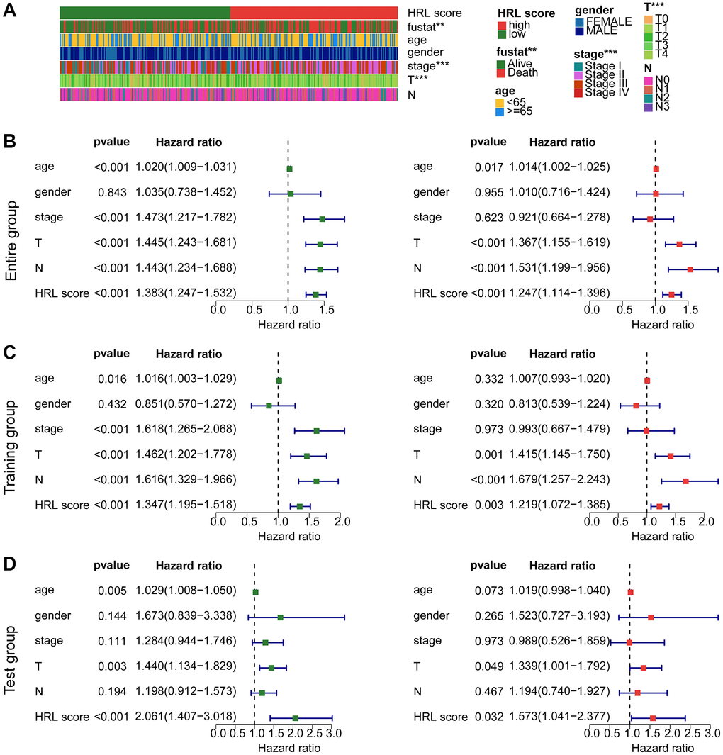 Independent prognosis analysis of risk score and predictive ability evaluation. (A) Clinicopathological characteristics of CM clusters. (B) Univariate and multivariate Cox analysis in the entire cohort. (C) Independence analysis in the training cohort. (D) Independence analysis in the test cohort.