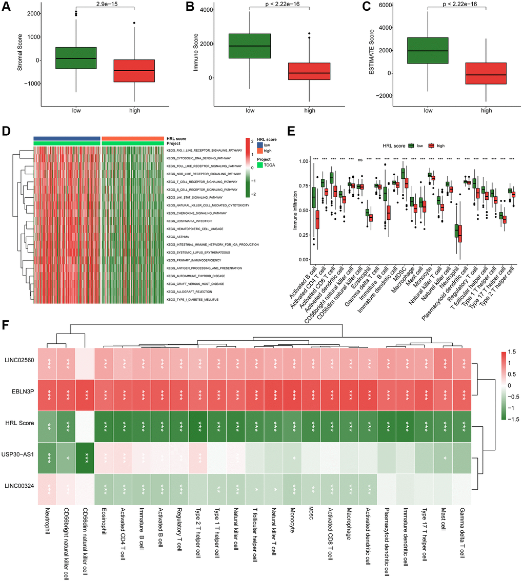 TME landscape and immunotherapy response of CM in the risk subgroups. (A–C) Stromal score, Immune score, and ESTIMATE score. (D) GSVA comparing KEGG signaling pathways between low-risk and high-risk groups. (E) Estimation of the proportions of 23 immune cells using ssGSEA. (F) Correlation analysis of LINC02560, EBLN3P, USP30-AS1, LINC00324 with HRL score and immune cells.