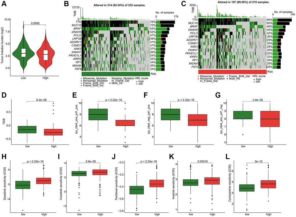 Somatic mutation landscape and drug sensitivity in CM. (A) TMB analysis. (B, C) Genetic mutation frequency in the low-risk and high-risk groups. (D) TIDE scores of CM patients in the low-risk and high-risk groups. (E–G) IPS results in the low-risk and high-risk groups. Distribution of IC50 values in the low-risk and high-risk groups for (H) dasatinib, (I) crizotinib, (J) paclitaxel, (K) imatinib, and (L) cyclopamine.