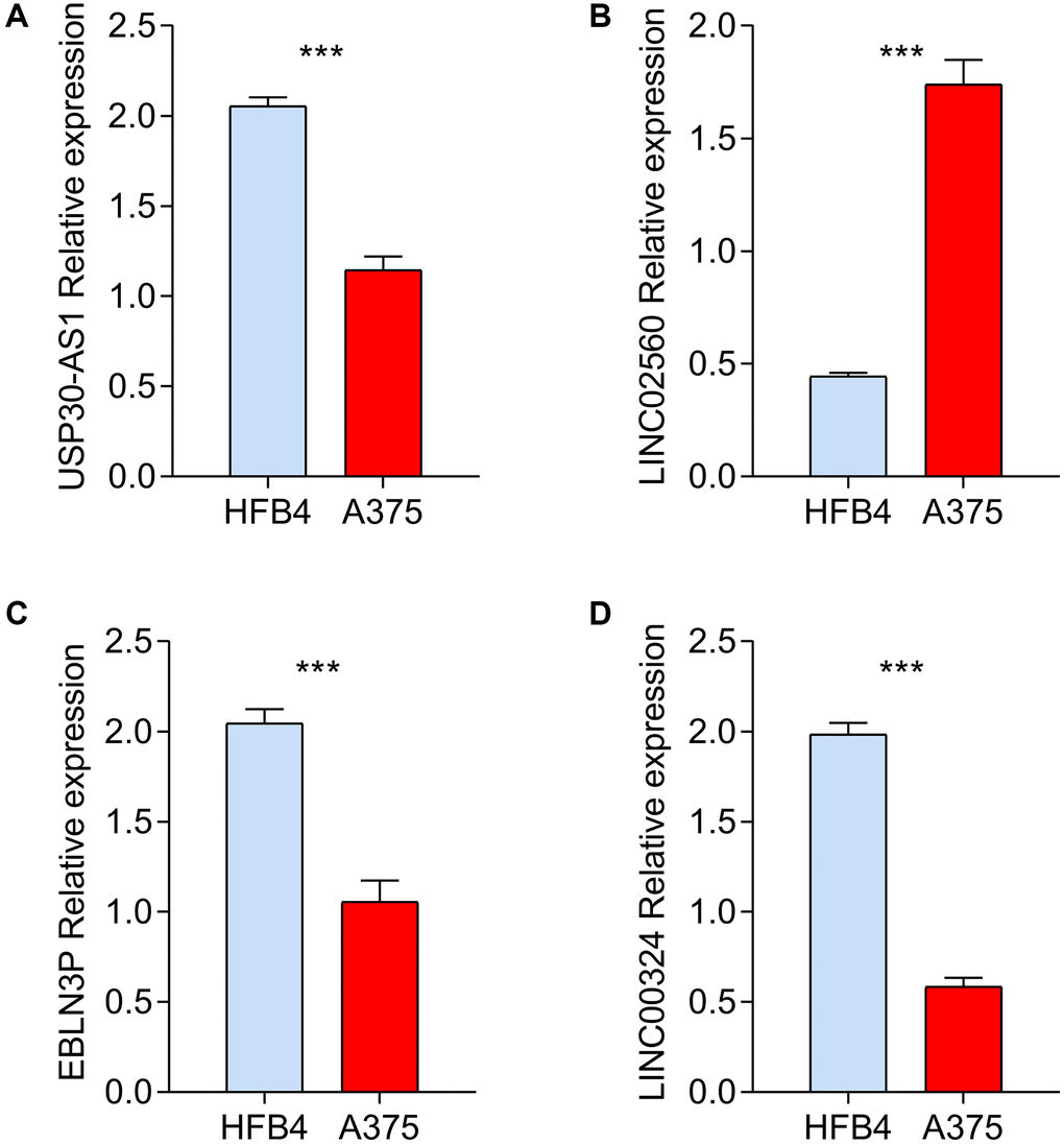 In vitro validation of prognostic HRLs in HFB4 and A375 cell lines. RT-qPCR was used to test the mRNA levels of USP30-AS1 (A), LINC02560 (B), EBLN3P (C) and LINC00324 (D) in HFB4 and A375 cell lines.