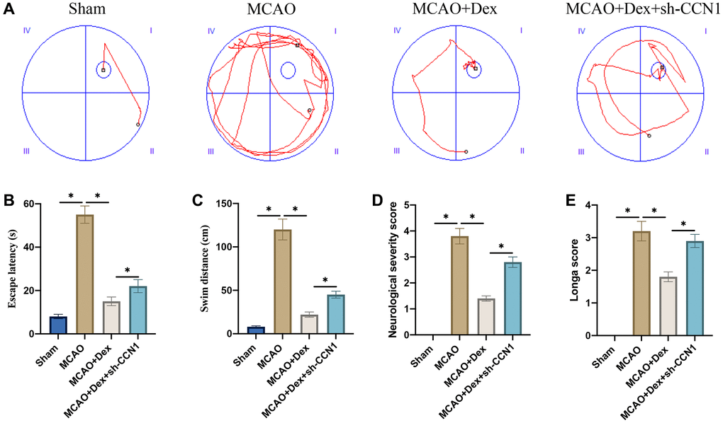 Dex remarkably improved the memory ability and neurological function of MCAO rats. (A) Morris water maze test was performed to evaluate the influence of Dex and sh-CCN1 on memory ability of rats (n = 5); (B) Escape latency was analyzed; (C) Swim distance was calculated; (D) The neurological function was evaluated with neurological severity score; (E) The neurological function was evaluated with Longa score. *p n = 5.