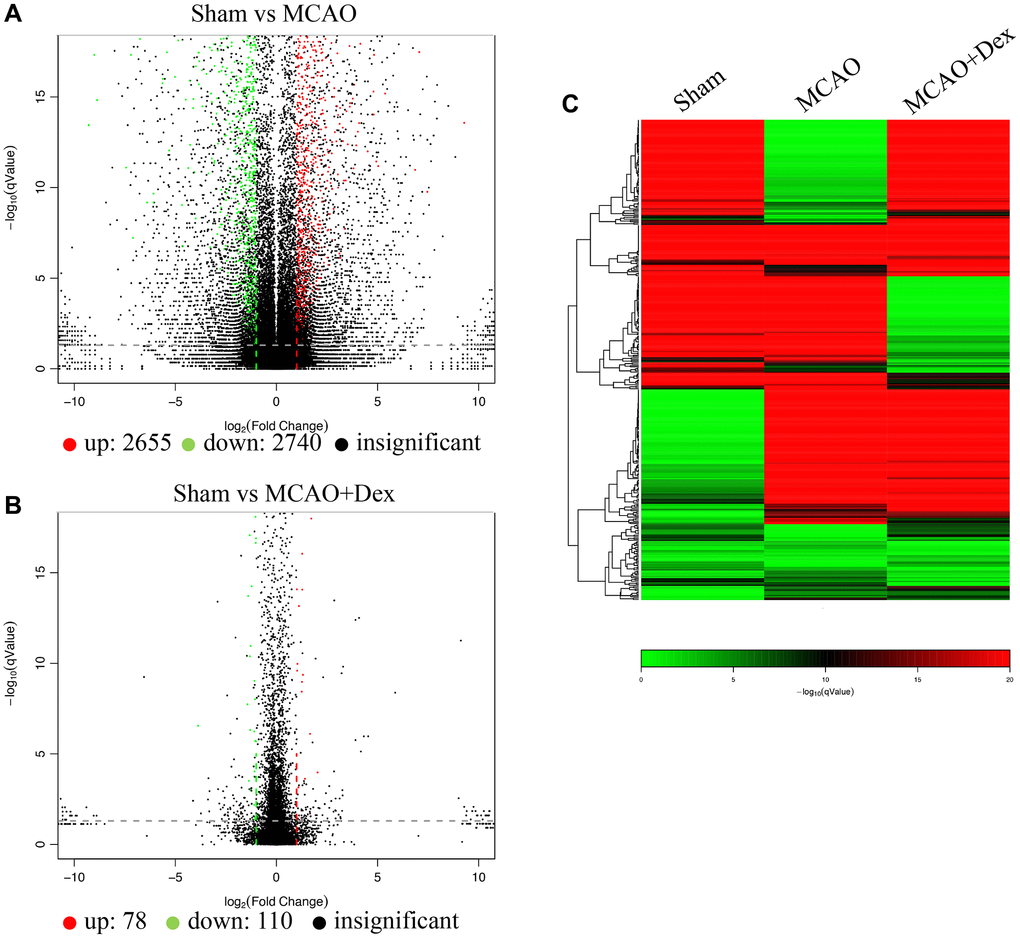 Gene differences analysis using brain tissues. (A) Gene differences between group Sham and MCAO were analyzed using volcano plot; (B) Gene differences between group Sham and MCAO+Dex were analyzed using volcano plot; (C) Gene differences were analyzed using Pheatmap analysis. n = 3.