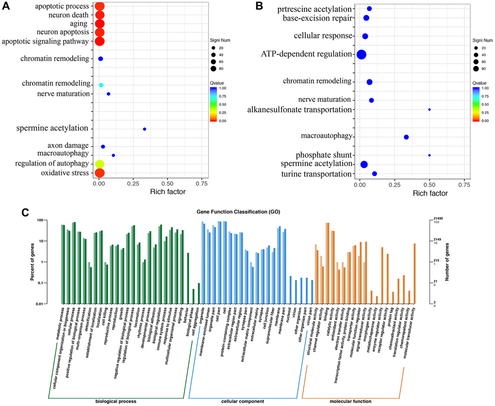 Gene ontology enrichment analysis using brain tissues. (A) Gene ontology pathway enrichment analysis in the group MCAO; (B) Gene ontology pathway enrichment analysis in the group MCAO+Dex; (C) Differential gene GO annotation classification histogram. n = 3.