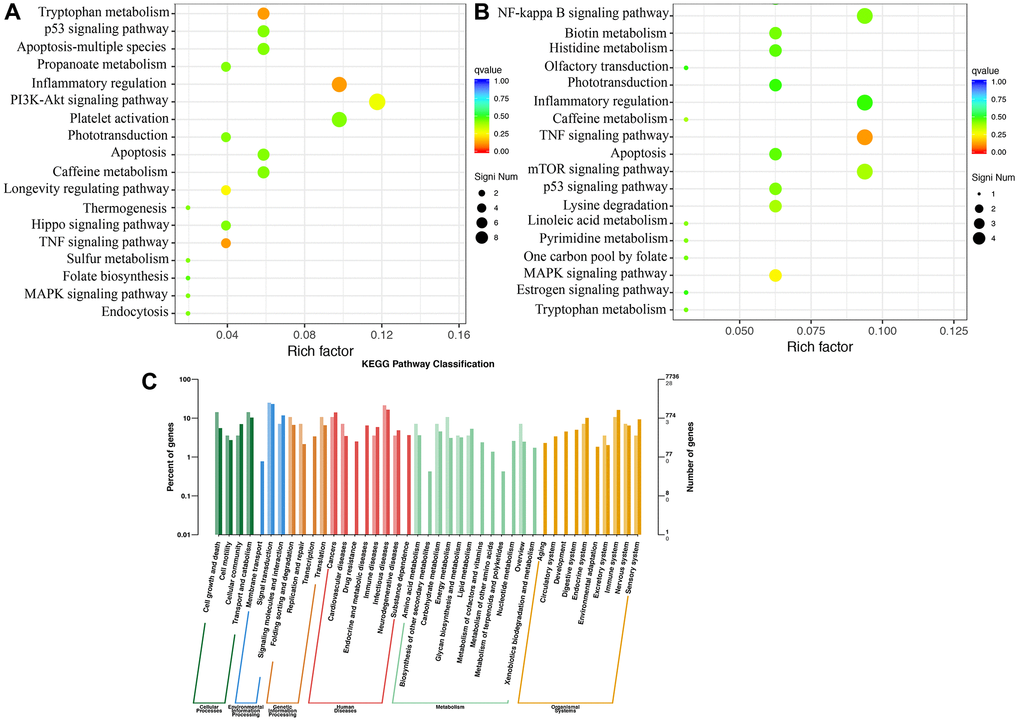 KEGG pathway enrichment analysis using brain tissues. (A) KEGG pathway enrichment analysis in the group MCAO; (B) KEGG pathway enrichment analysis in the group MCAO+Dex; (C) KEGG pathway classification was analyzed. n = 3.