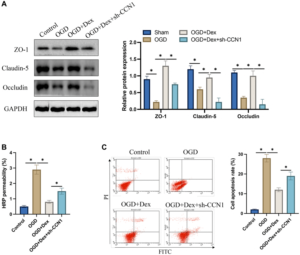 Dex suppressed OGD induced increase of HRP permeability and promoting tight junction protein expression in vitro. (A) The expression levels of tight junction proteins in HBMEC were measured; (B) Blood brain barrier in vitro was evaluated with HRP permeability; (C) Cell apoptosis was detected with flow cytometry. *p n = 3.