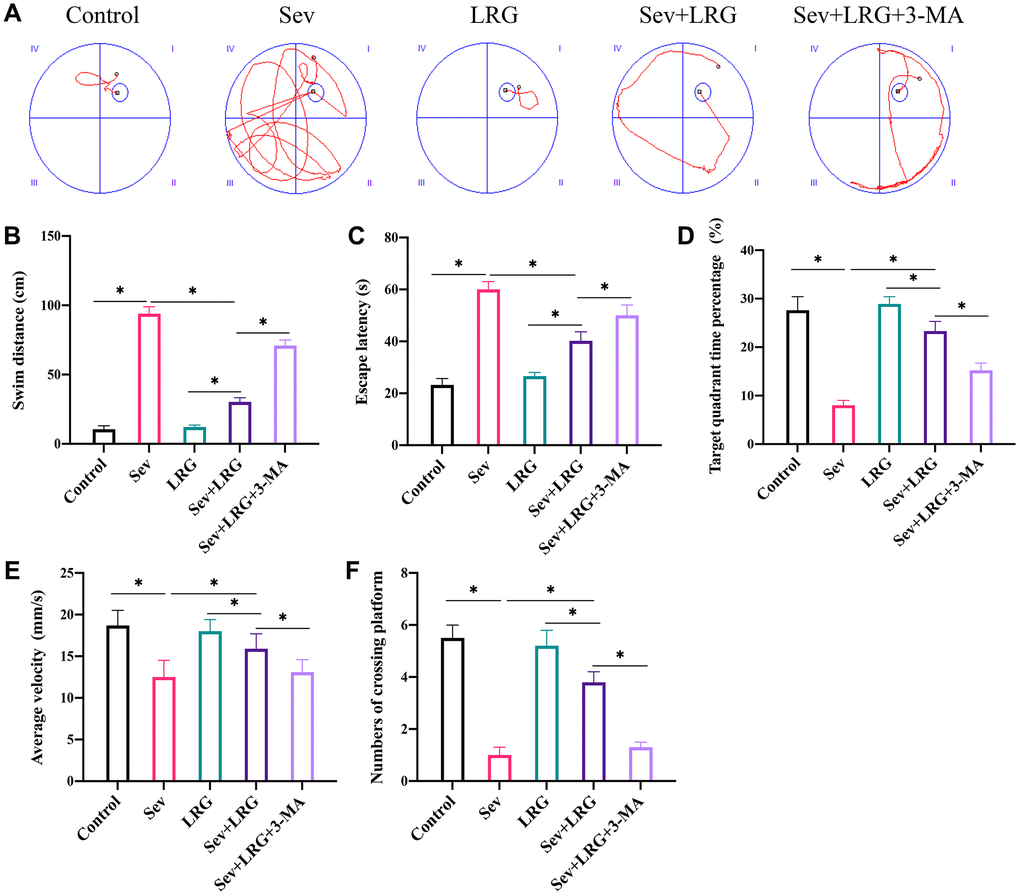 LRG significantly improved the memory ability and neurological function of rats. (A) Morris water maze test was performed to evaluate the influence of LRG on memory ability of rats; (B) Swim distance was calculated; (C) Escape latency was analyzed; (D) Target quadrant time percentage was analyzed; (E) Average velocity was recorded; (F) The number of crossing platform was calculated. *p 