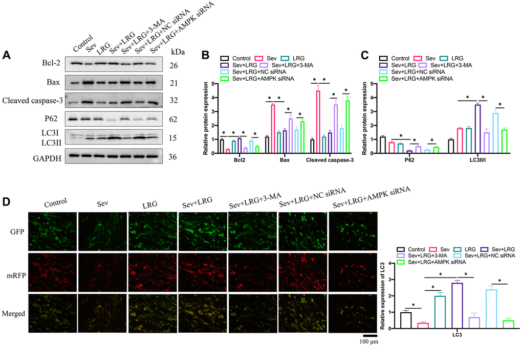 Cell apoptosis was suppressed and cell autophagy was promoted markedly by LRG in the Sev-treated H19-7 cell line. (A) Apoptosis and autophagy related proteins were measured with western blotting; (B) Apoptosis related proteins expression were analyzed; (C) Autophagy related proteins were analyzed; (D) The level of LC3 expression was investigated. *p 