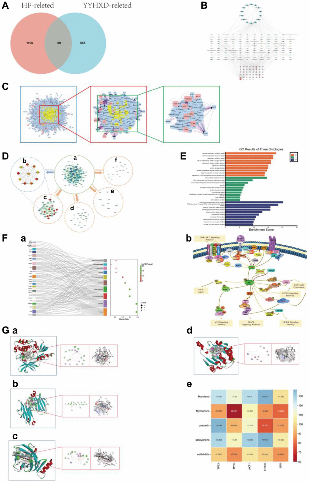 Network pharmacology analysis. (A) Intersection Venn diagram of YYHXD-HF. (B) The “herb - ingredient - target - disease” network. The purple nodes represented herb. The red nodes represented YYHXD-regulated targets, the node with larger size, represented higher degree score in the network. The green nodes represented active ingredients, the node with darker color, represented higher degree score in the network. (C) PPI network construction. (D) Gene cluster and core target analysis of PPI network. (a) PPI network. (b) Identification of hub genes in the PPI network. Nodes were ranked by MCC score, with darker red represents higher the MCC score. (c–f) 4 cluster genes identified in the PPI network. The clusters were ranked by MCODE score. Cluster 1 was the most critical module in the PPI network, with an MCODE score of 29.939, containing 34 nodes. The red nodes in cluster 1 represented hub genes of PPI network. Cluster 2 contained 22 nodes, with an MCODE score of 7.524. Cluster 3 contained 17 nodes, with an MCODE score of 3.875. Cluster 4 with an MCODE score of 3.5, contained 9 nodes. (E) GO annotation analysis of Cluster 1 (top 10 most significantly enriched GO terms in BP, CC and MF). (F) KEGG pathways enrichment analysis of Cluster 1. (a) The enrichment analysis of Cluster 1 (top 10 most significantly enriched KEGG pathways). (b) KEGG pathways. (G) Molecular docking results and visual analysis. (a) Docking visualization of AKT1 and senkyunone. (b) Docking visualization of MYC and mandenol. (c) Docking visualization of TP53 and quercetin1. (d) Docking visualization of HSP90AA1 and senkyunon. (e) The heat map of LibDock Scores between the 5 crucial active molecules and 4 hub targets.