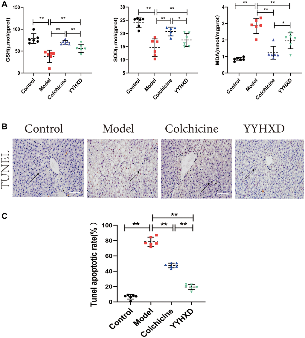 (A) Antioxidant levels in the treatment group YYHXD. GSH, SOD, MDA. (B, C) YYHXD can attenuate the apoptosis of liver parenchymal cells induced by CCl4 liver fibrosis, **P Figure 4B, 4C. The apoptosis rate in YYHXD group and colchicine group decreased significantly, ****P 