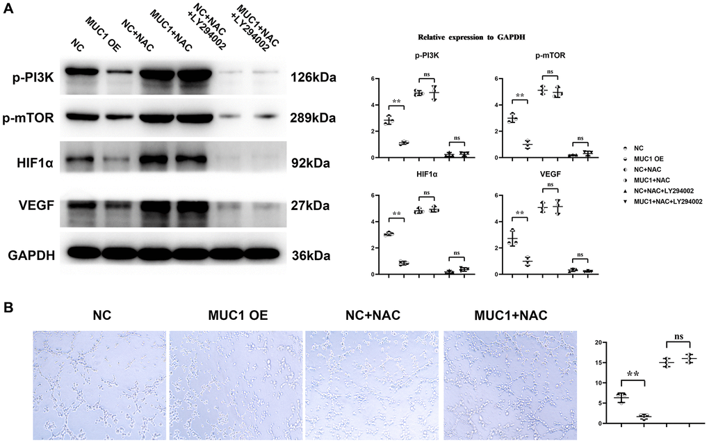 MUC1 can inhibit angiogenesis. (A) Statistics of protein bands and relative protein expression levels of p-PI3K, p-mTOR, HIF1α and VEGF. (B) Diagram of experimental results of angiogenesis and statistics of the number of angiogenesis. N = 3; **P nsP > 0.05.