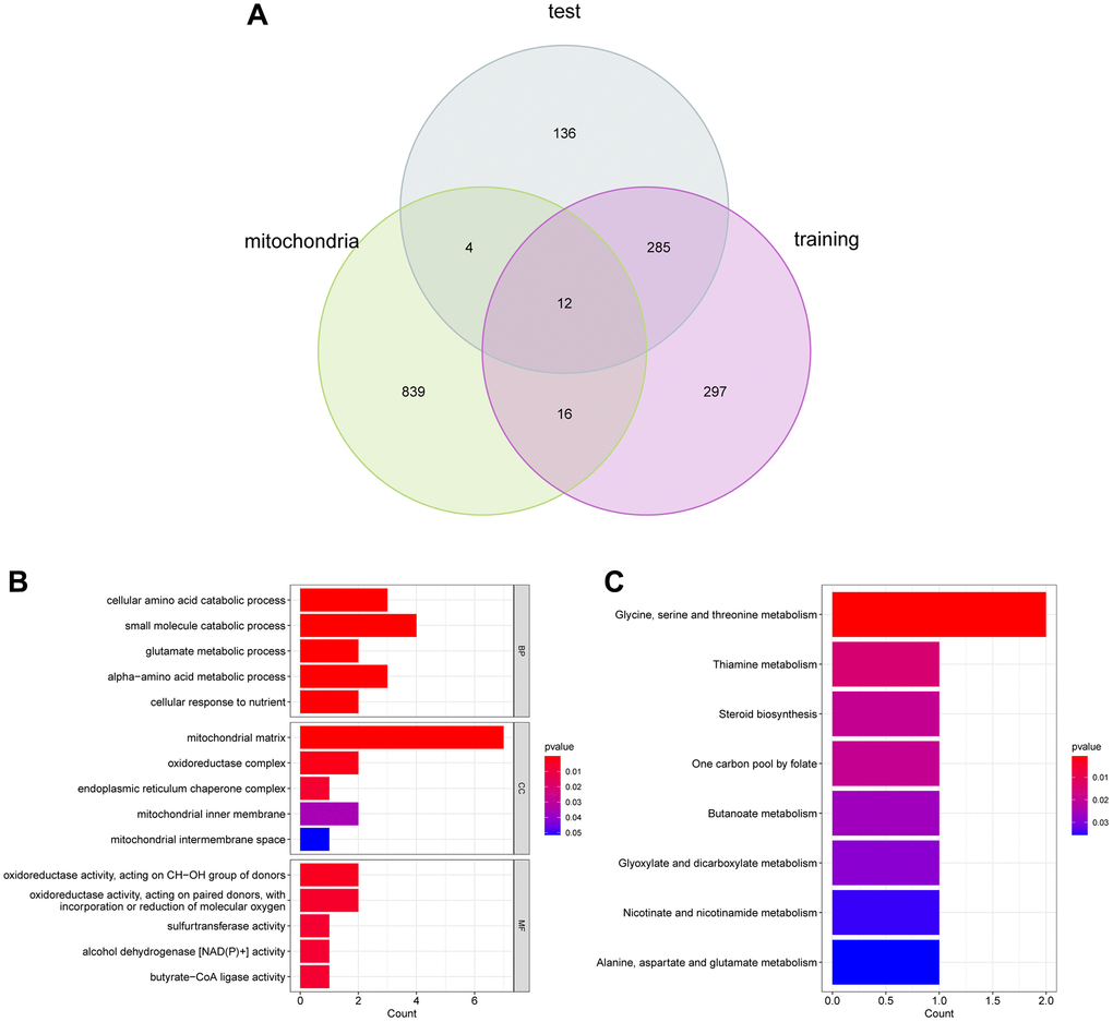 (A) Functional enrichment analysis. (B) and (C) GO and KEGG analysis of DEGs.