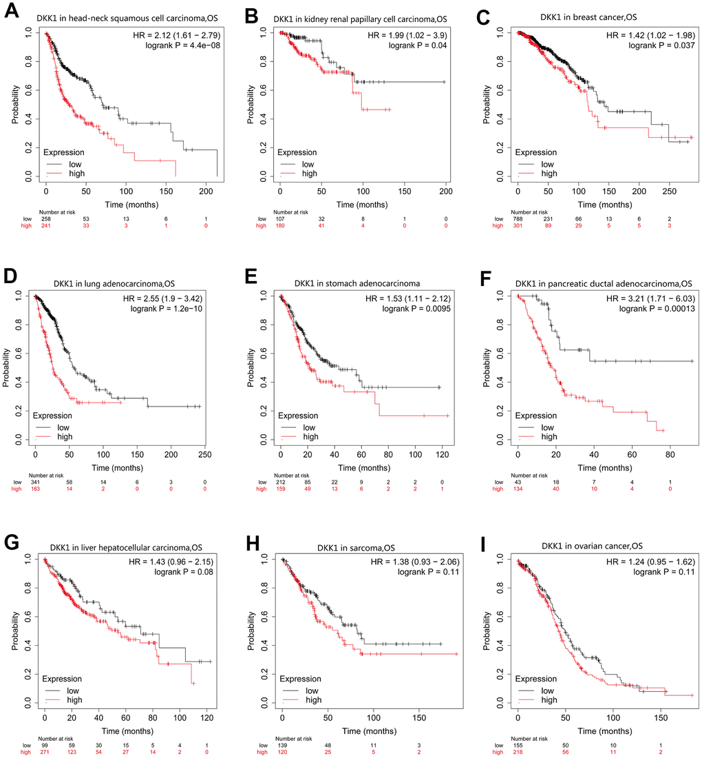 OS curves for patients with nine different cancer types generated by analyzing mRNA-Seq data from TCGA with KM plotter databases. (A–G) High DKK1 expression correlated with a poor OS in patients with HNSCC (n = 500), KIRP (n = 288), BRCA (n = 1090), LUAD (n = 513), STAD (n = 375), PAAD (n = 177), and LIHC (n = 371). (H, I) Survival differences among patients with SARC (n = 259) and OV (n = 374), with high and low DKK1 levels.